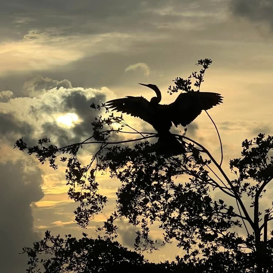 An anhinga spreading its wings in silhouette against a glowing sunset sky